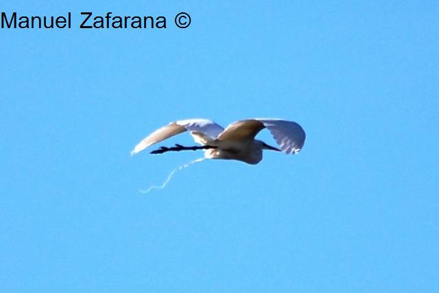 Avifauna humor